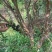 嘉宝果树绿化苗木庭院绿植嘉宝果树基地直供
