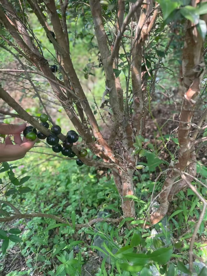 嘉宝果树绿化苗木庭院绿植嘉宝果树基地直供