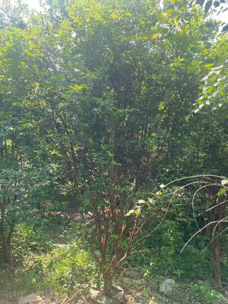 嘉宝果树绿化苗木庭院绿植嘉宝果树基地直供