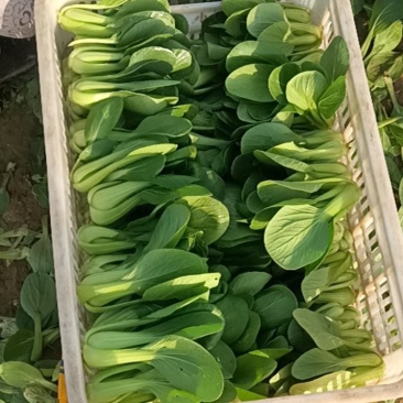 山东上海青油菜小青菜基地直供量大从优欢迎联系