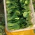 山东上海青油菜小青菜基地直供量大从优欢迎联系