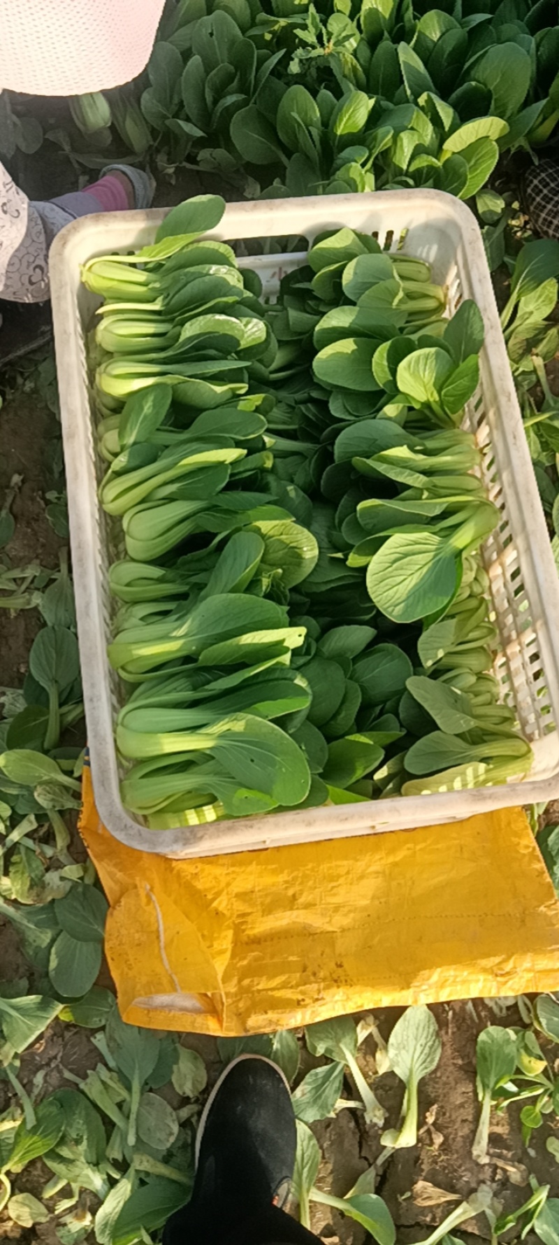 山东上海青油菜小青菜基地直供量大从优欢迎联系