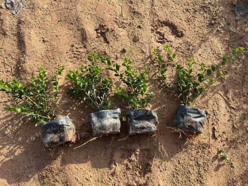 龟甲冬青种植基地品质保证，货源充足