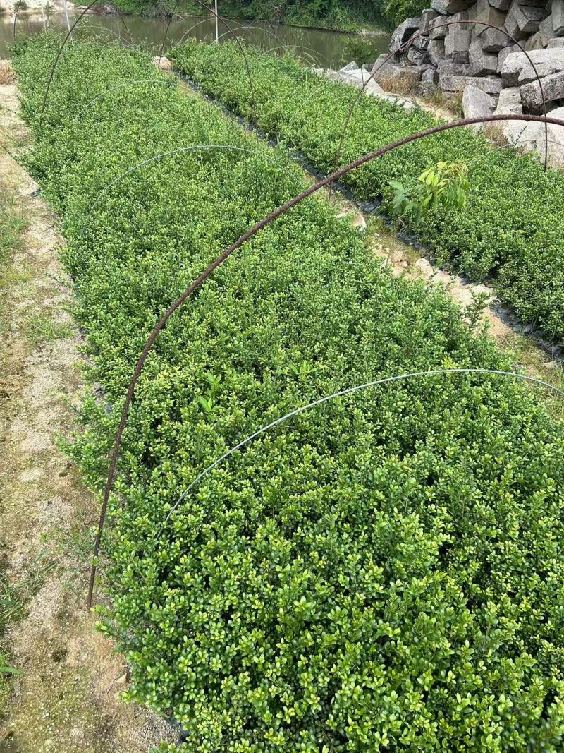龟甲冬青种植基地品质保证，货源充足