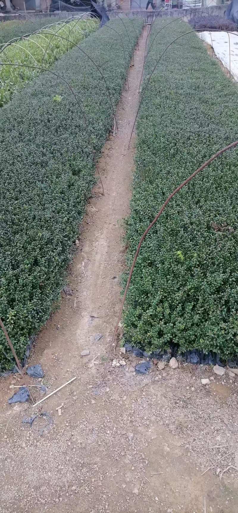 龟甲冬青种植基地品质保证，货源充足