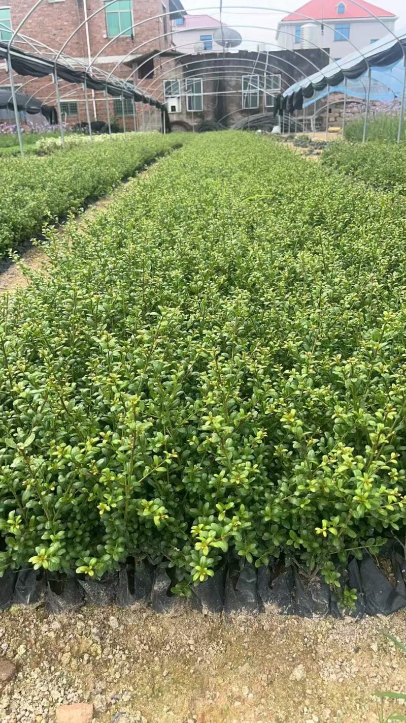 龟甲冬青种植基地品质保证，货源充足