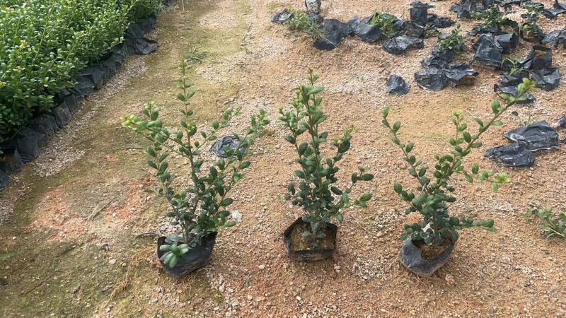 龟甲冬青种植基地品质保证，货源充足