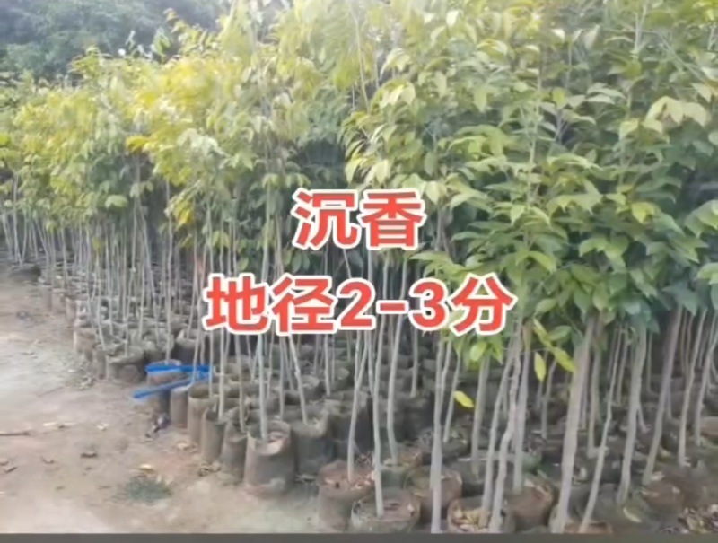 正宗奇南沉香苗