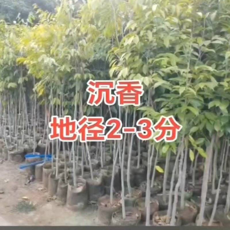 正宗奇南沉香苗