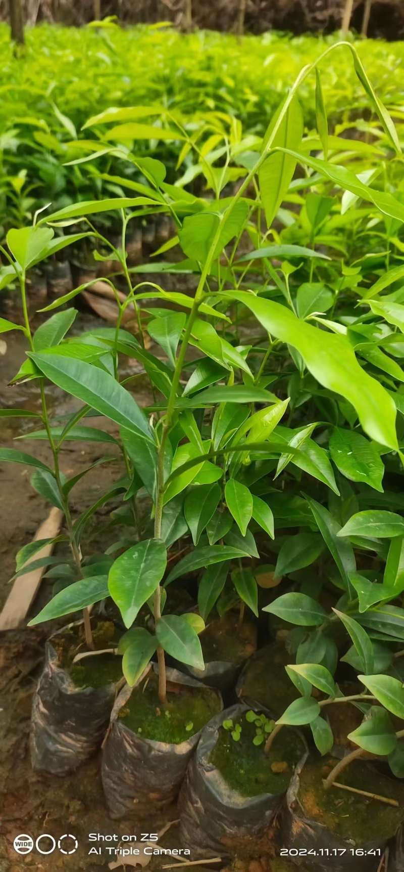 正宗奇南沉香苗