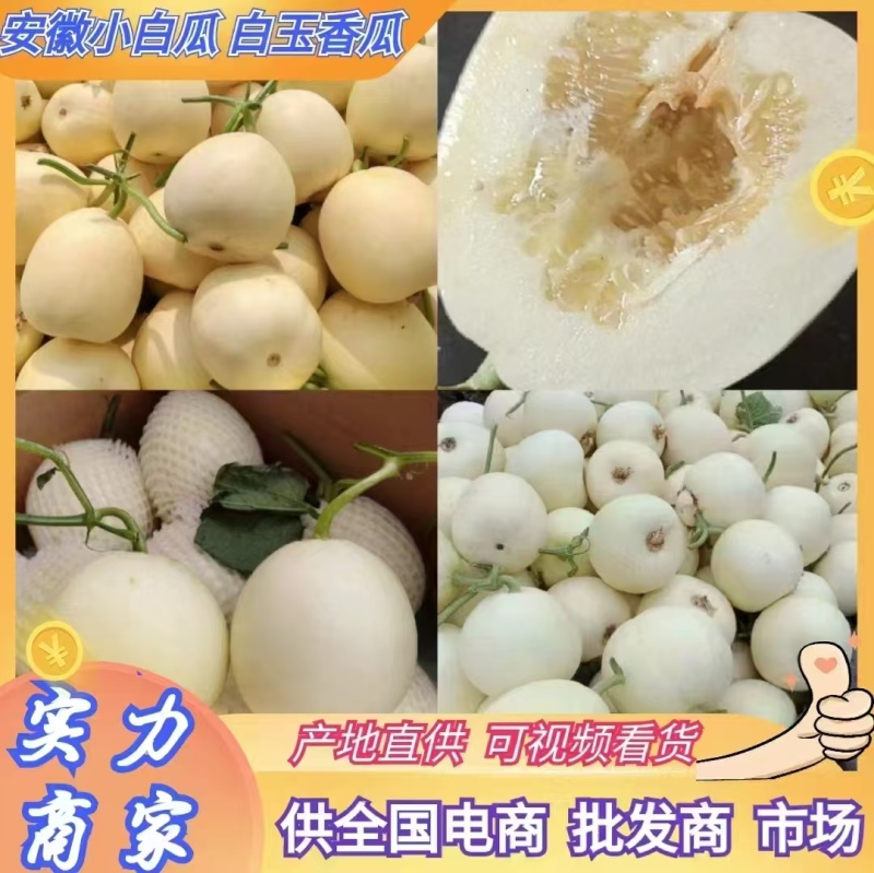 精品小白瓜，白沙蜜甜瓜，产地直供，保质保量，大量供应！