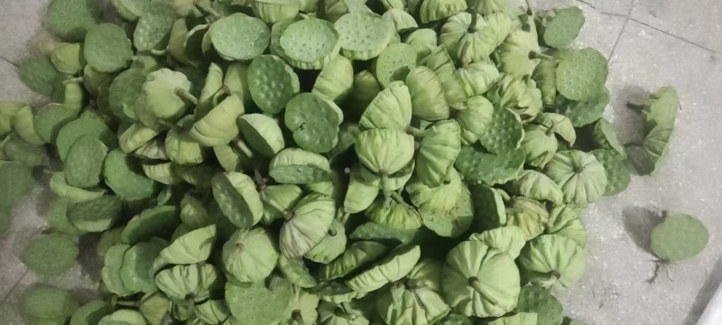 新鲜水果嫩莲蓬基地直供大量上市供货中，原产地供应全国各地