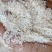 牛羊饲料加工