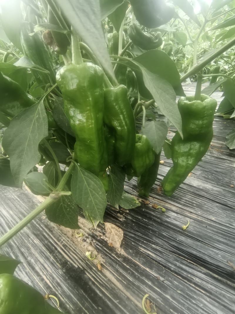 四川遂宁蓬溪荷叶二薄皮大青椒，大量上市。