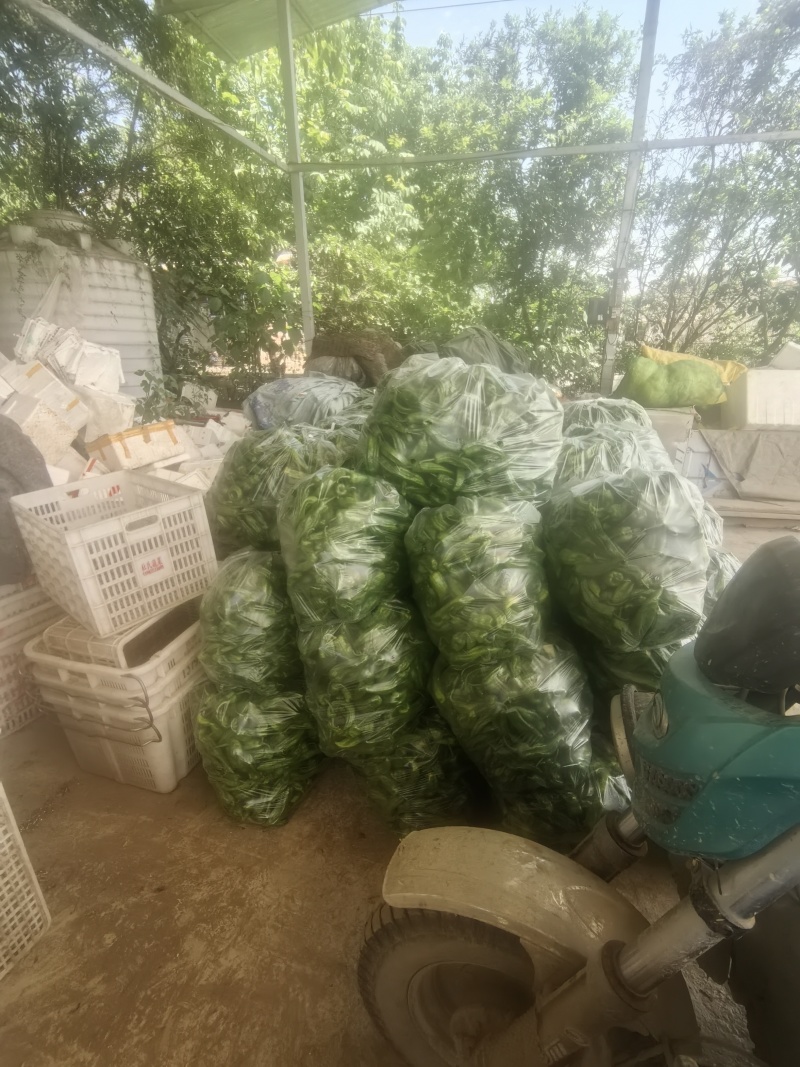 四川遂宁蓬溪荷叶二薄皮大青椒，大量上市。