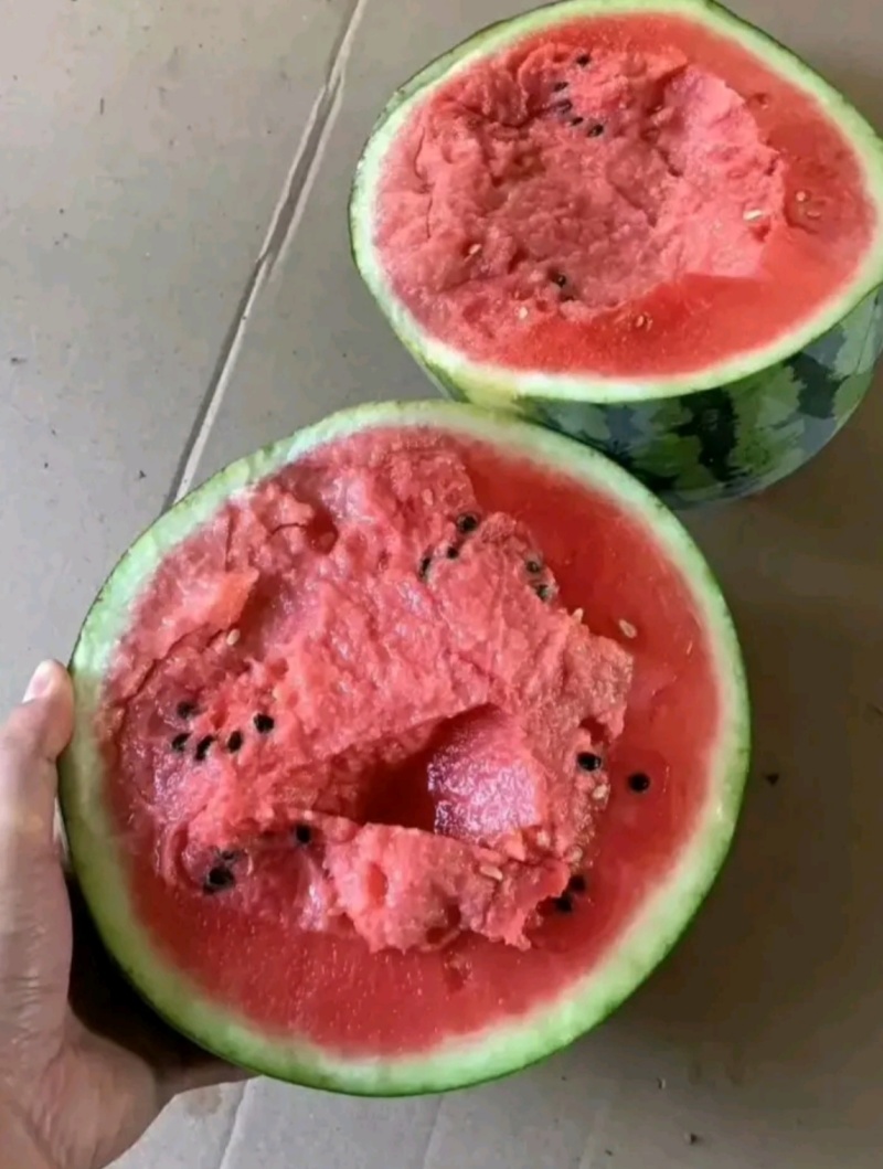 精品甜王麒麟美都8424一手货源包熟包甜生瓜包赔全国代发