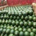精品甜王麒麟美都8424一手货源包熟包甜生瓜包赔全国代发