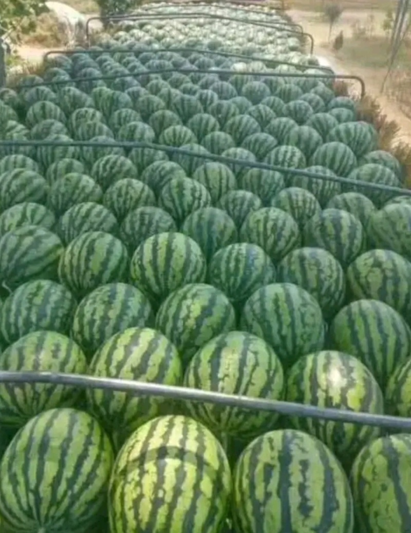精品甜王麒麟美都8424一手货源包熟包甜生瓜包赔全国代发