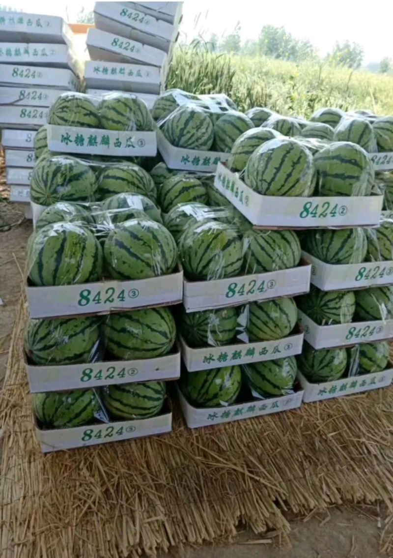 精品甜王麒麟美都8424一手货源包熟包甜生瓜包赔全国代发