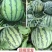 精品甜王麒麟美都8424一手货源包熟包甜生瓜包赔全国代发