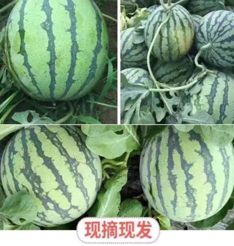 精品甜王麒麟美都8424一手货源包熟包甜生瓜包赔全国代发
