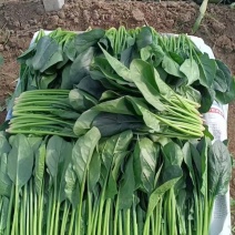 精品菠菜