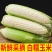 四川新货玉米现摘现发带壳糯玉米万糯白糯