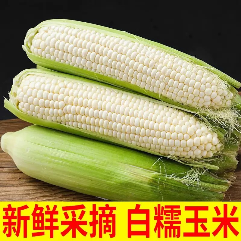 四川新货玉米现摘现发带壳糯玉米万糯白糯