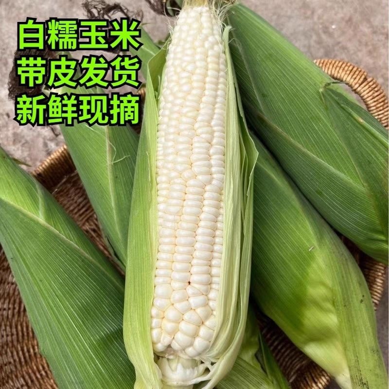 四川新货玉米现摘现发带壳糯玉米万糯白糯