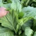 青菜贵州五月青大颗头青菜精品货高山冷凉耐运输