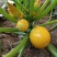 蛋黄西葫芦种子农田菜园蔬菜易种植短蔓杂交春秋播西葫芦籽