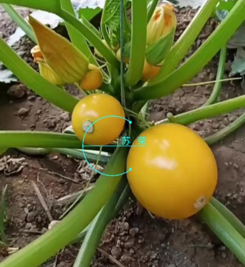 蛋黄西葫芦种子农田菜园蔬菜易种植短蔓杂交春秋播西葫芦籽