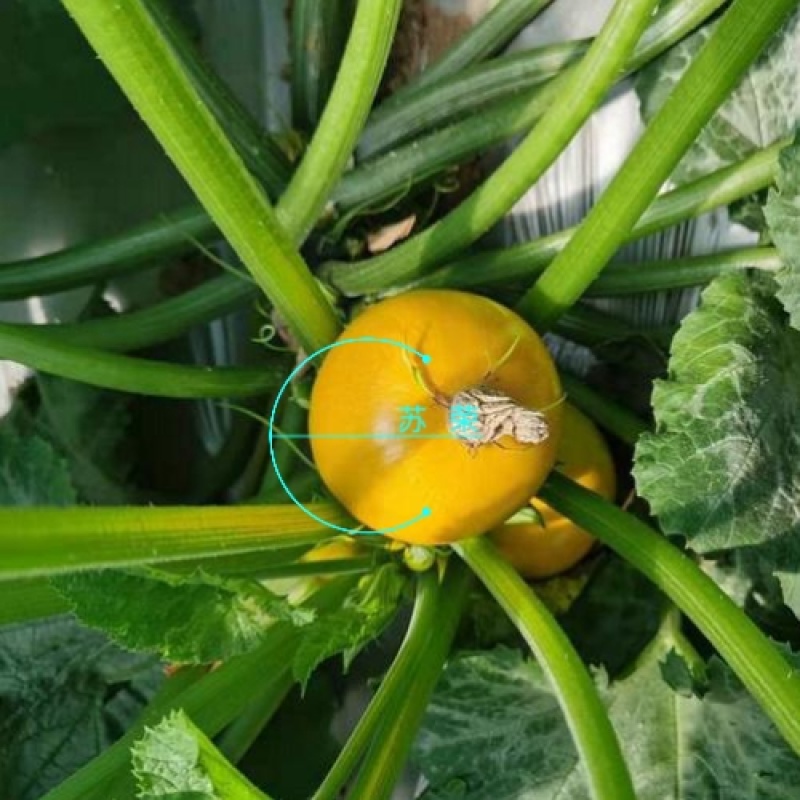 蛋黄西葫芦种子农田菜园蔬菜易种植短蔓杂交春秋播西葫芦籽