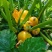 蛋黄西葫芦种子农田菜园蔬菜易种植短蔓杂交春秋播西葫芦籽