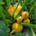 蛋黄西葫芦种子农田菜园蔬菜易种植短蔓杂交春秋播西葫芦籽