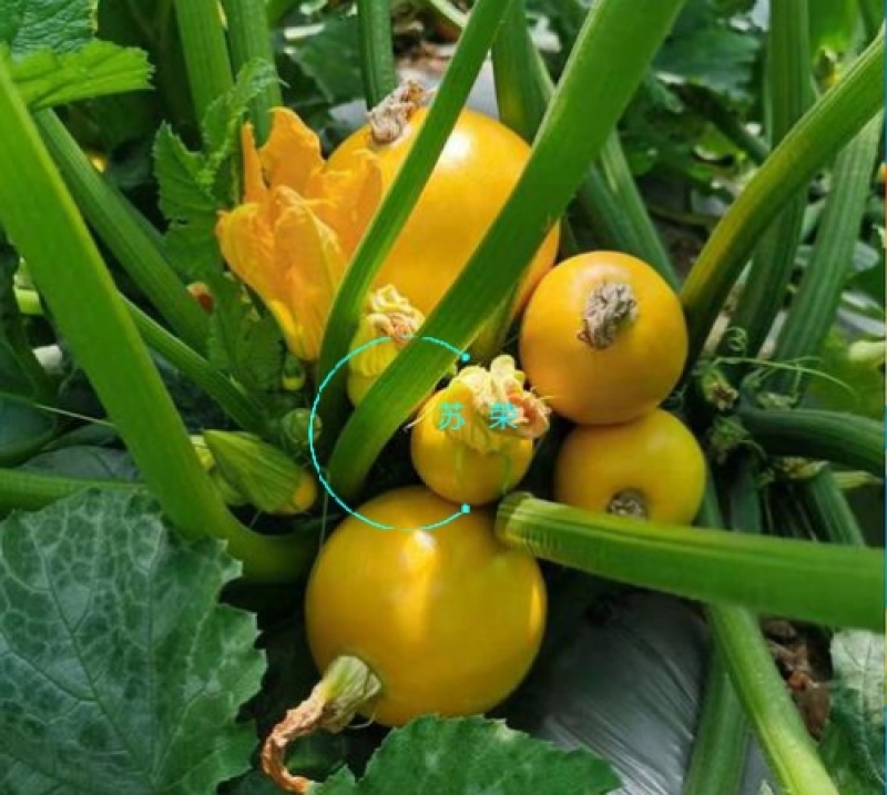 蛋黄西葫芦种子农田菜园蔬菜易种植短蔓杂交春秋播西葫芦籽
