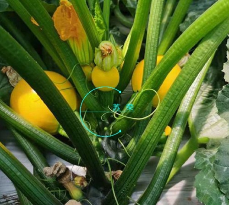 蛋黄西葫芦种子农田菜园蔬菜易种植短蔓杂交春秋播西葫芦籽