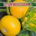 蛋黄西葫芦种子农田菜园蔬菜易种植短蔓杂交春秋播西葫芦籽