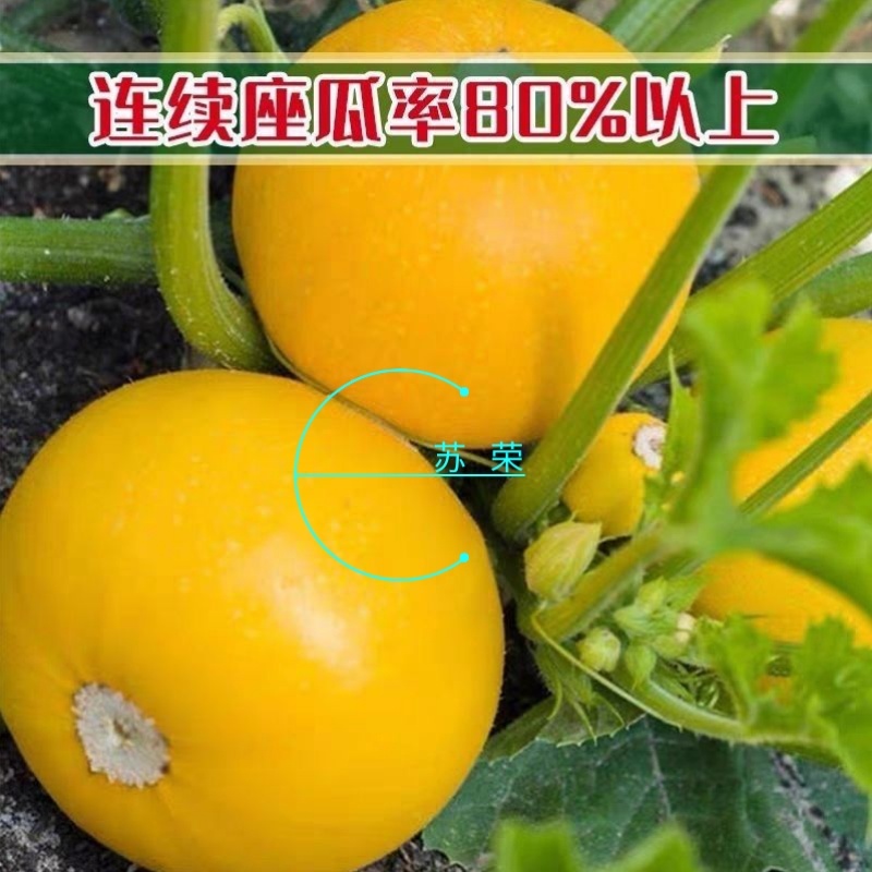 蛋黄西葫芦种子农田菜园蔬菜易种植短蔓杂交春秋播西葫芦籽