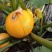 蛋黄西葫芦种子农田菜园蔬菜易种植短蔓杂交春秋播西葫芦籽