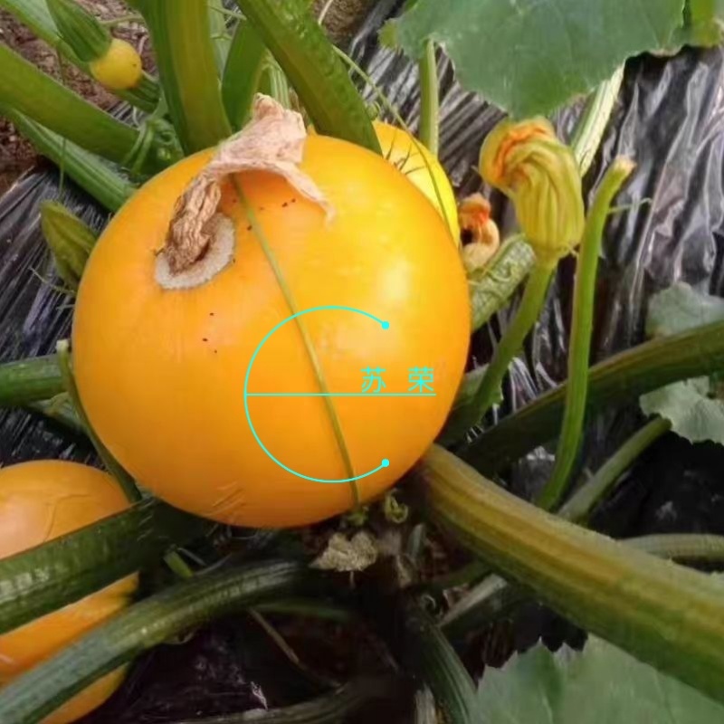蛋黄西葫芦种子农田菜园蔬菜易种植短蔓杂交春秋播西葫芦籽