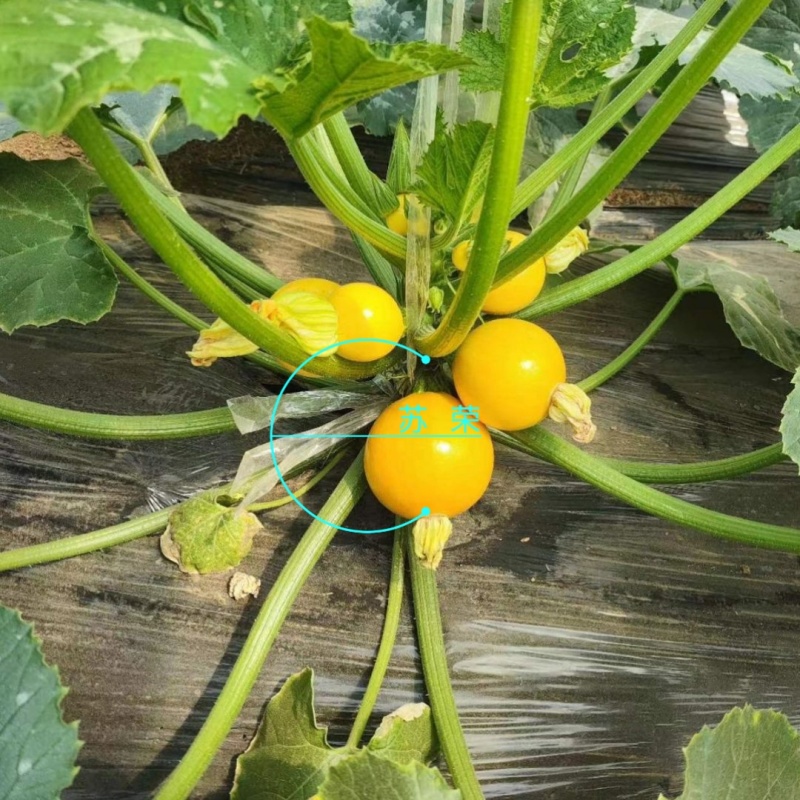 蛋黄西葫芦种子农田菜园蔬菜易种植短蔓杂交春秋播西葫芦籽
