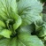 青菜贵州五月青大颗头青菜精品货高山冷凉耐运输