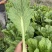 青菜贵州五月青大颗头青菜精品货高山冷凉耐运输