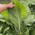 青菜贵州五月青大颗头青菜精品货高山冷凉耐运输
