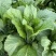 青菜贵州五月青大颗头青菜精品货高山冷凉耐运输