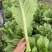 青菜贵州五月青大颗头青菜精品货高山冷凉耐运输