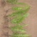 肾捷（排骨草种苗）