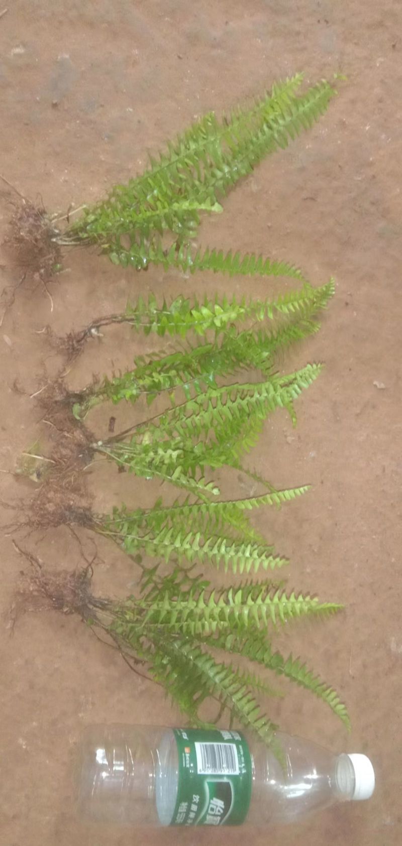 肾捷（排骨草种苗）