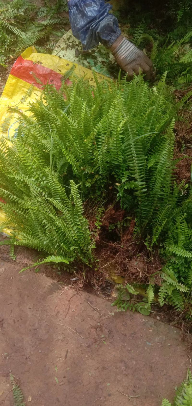 肾捷（排骨草种苗）